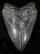 Fossil Megalodon Tooth - South Carolina #23670-1